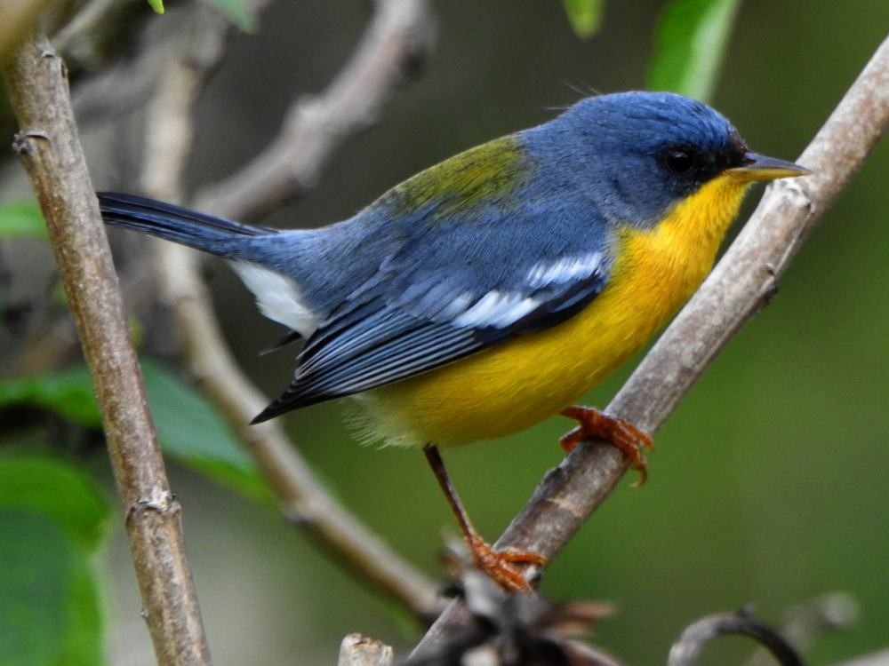 ildparula - ML646134969