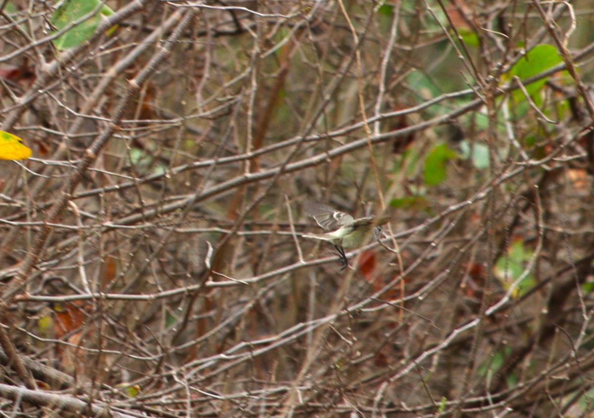 sørglattyrannulett - ML646134970