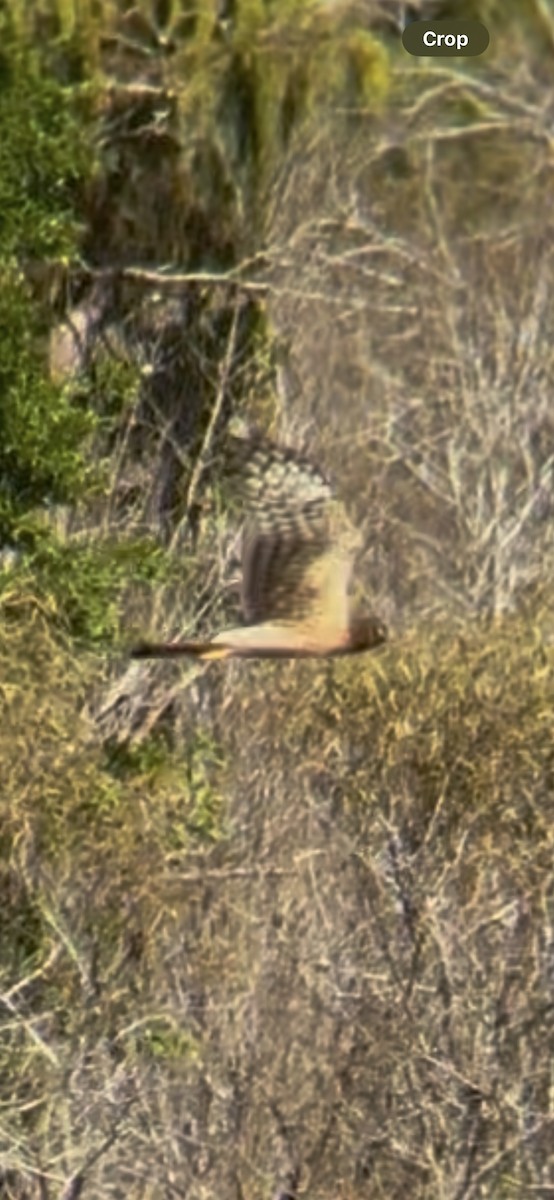 mørkmyrhauk - ML646134971