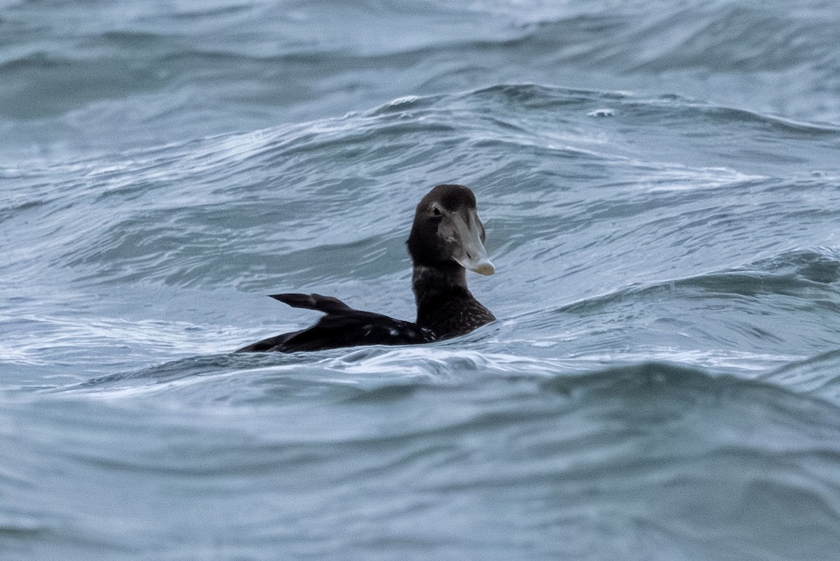 ærfugl - ML646134973