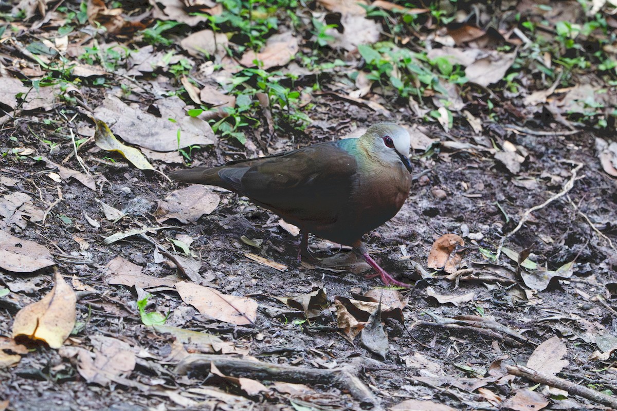 trolldue (larvata/bronzina) - ML646134978