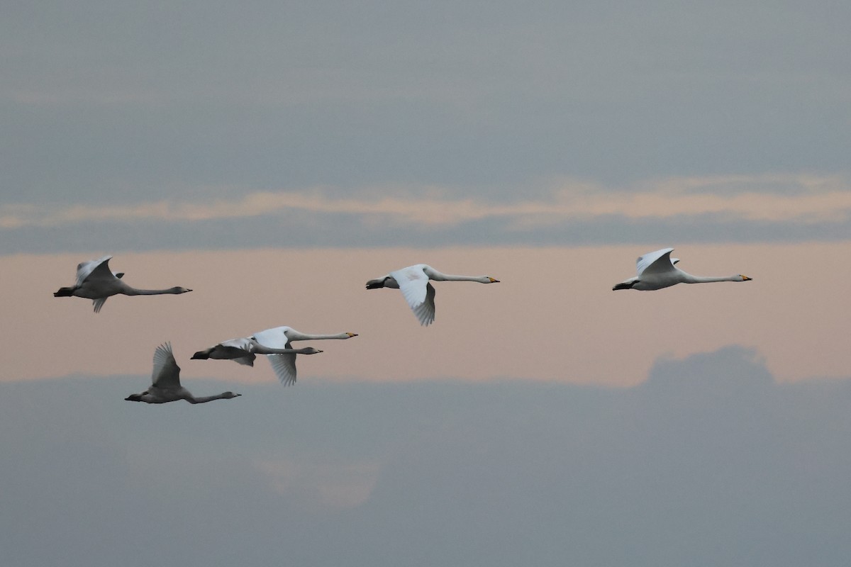Whooper Swan - ML646134988