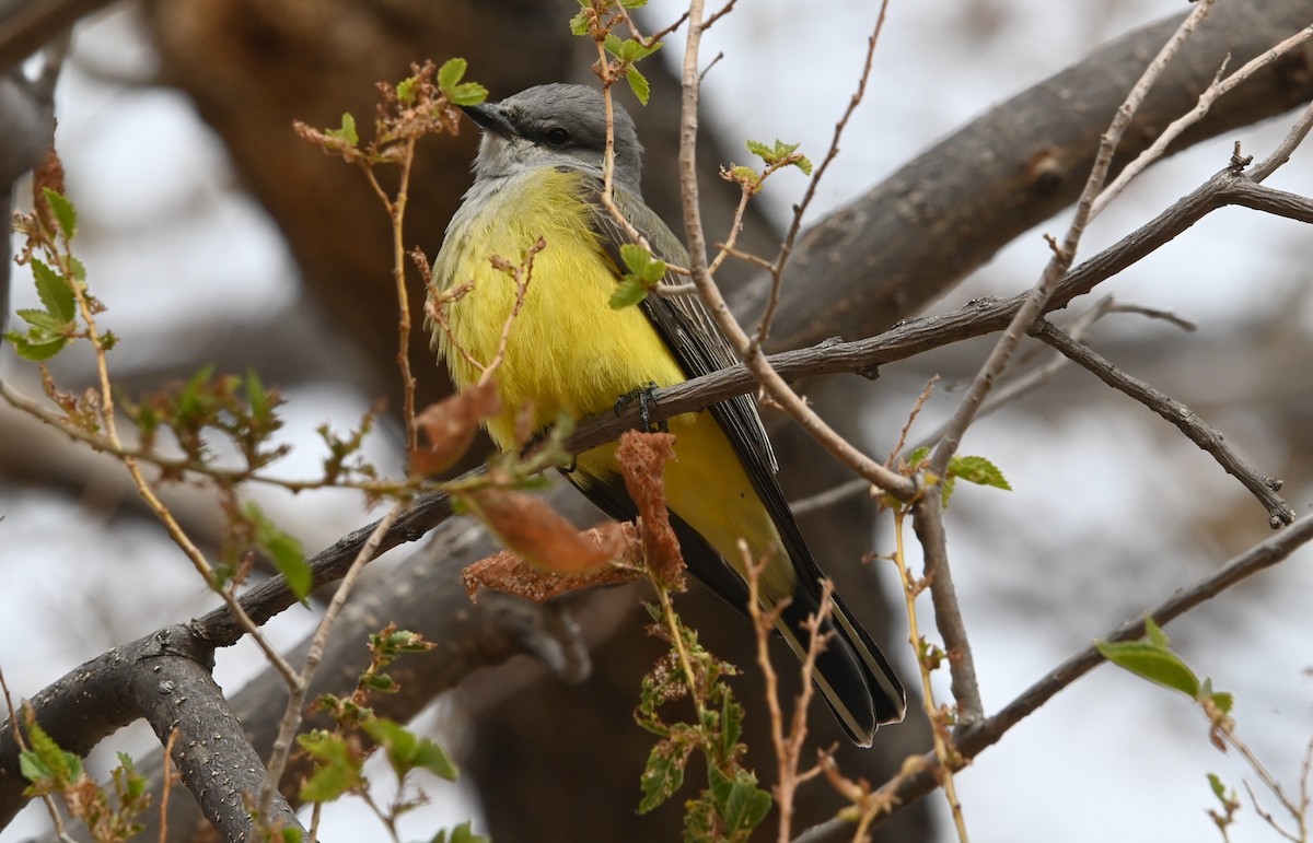 Western Kingbird - ML646134992