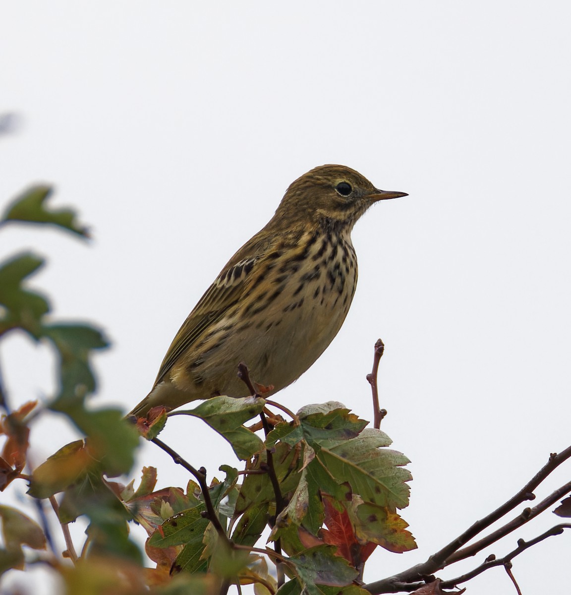 Meadow Pipit - ML646135000