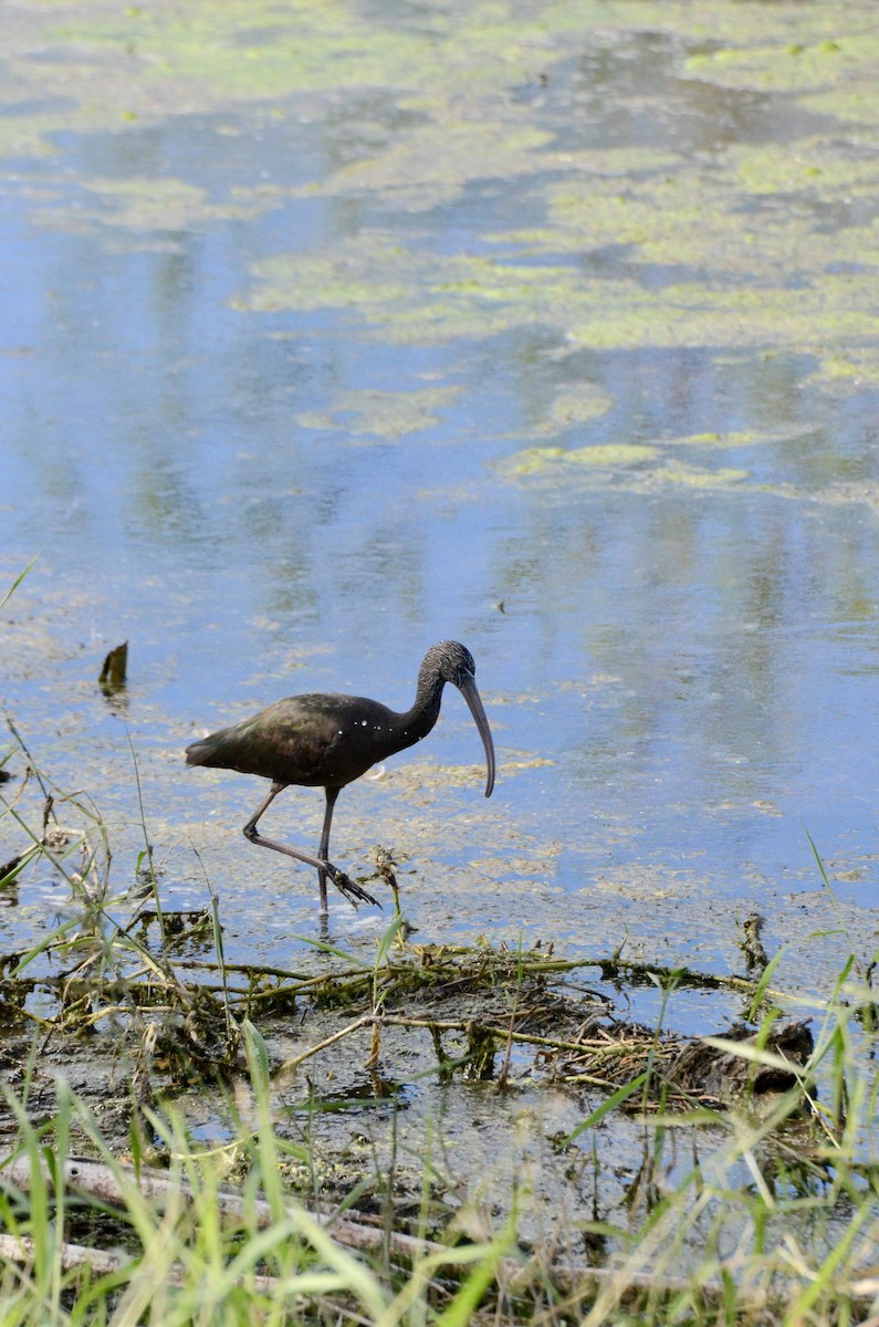 Glossy Ibis - ML646135001