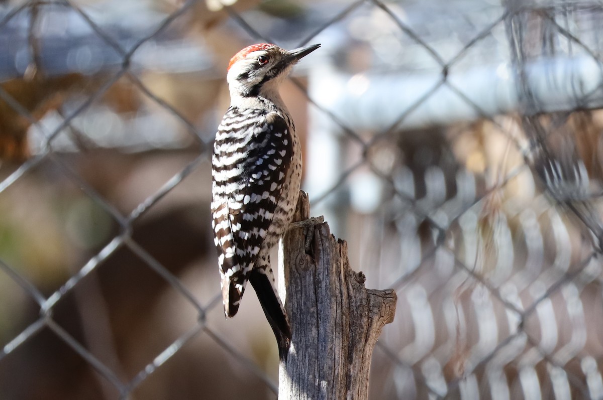 Ladder-backed Woodpecker - ML646135007