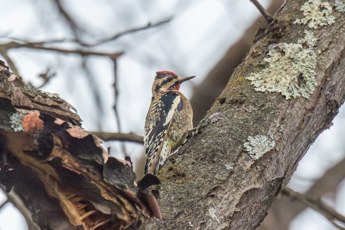 Yellow-bellied Sapsucker - ML646135023