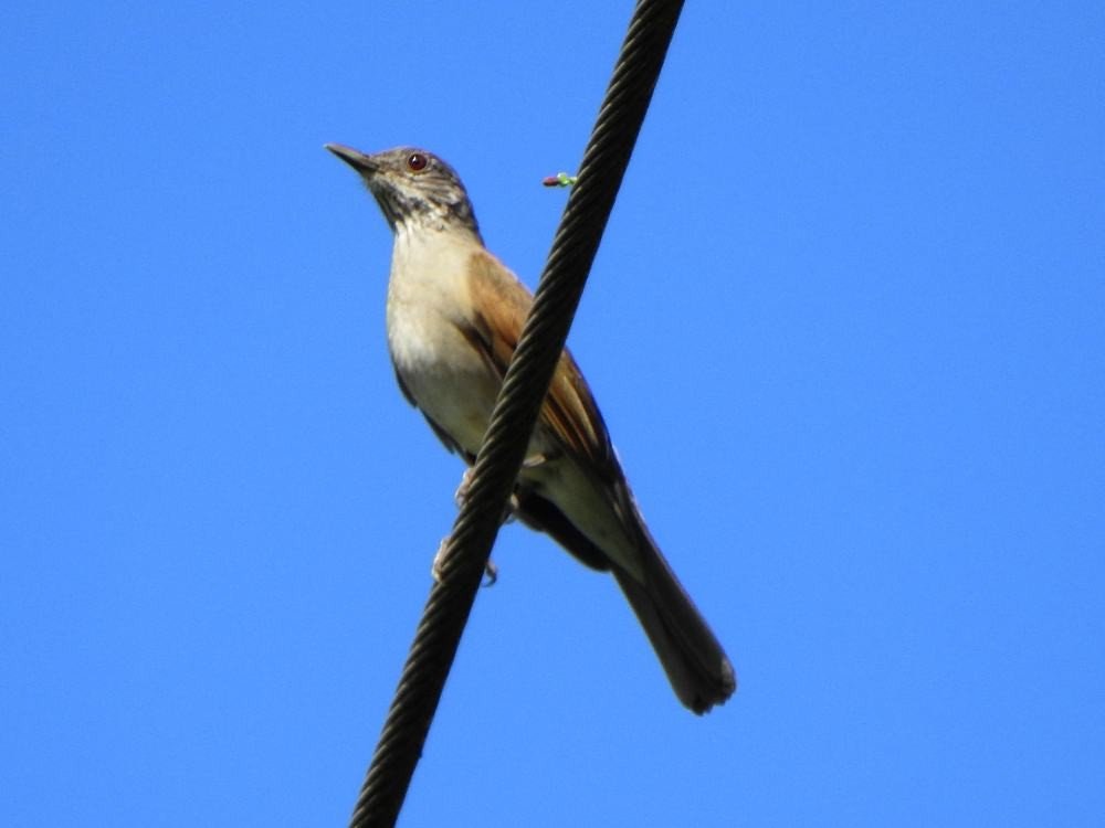 Pale-breasted Thrush - ML646135024