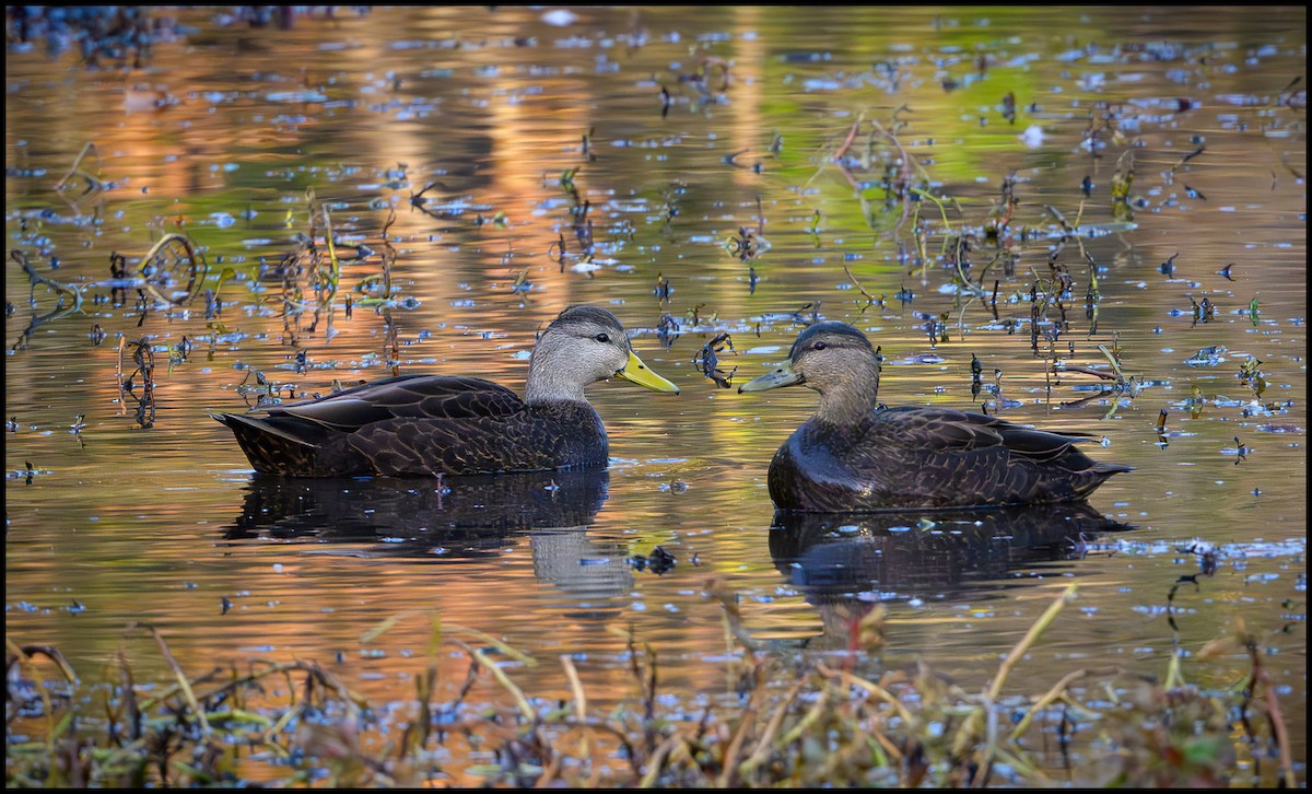 American Black Duck - ML646135026