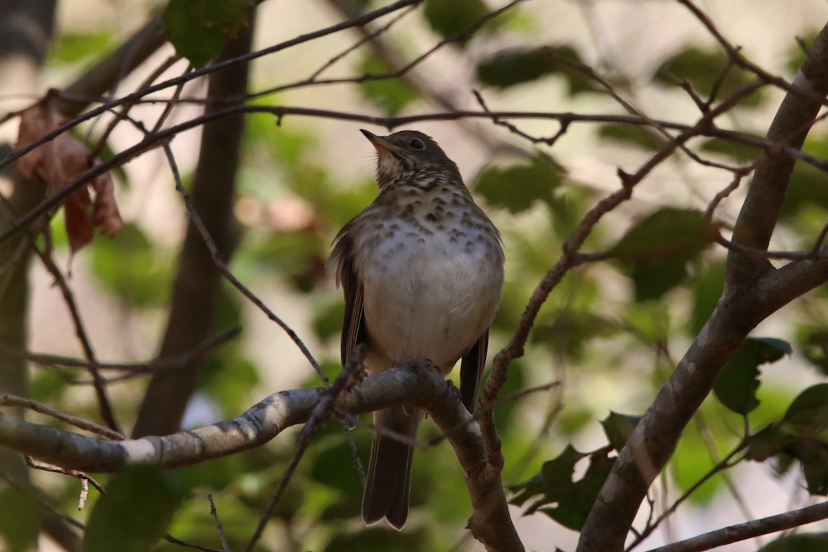 Hermit Thrush - ML646135041