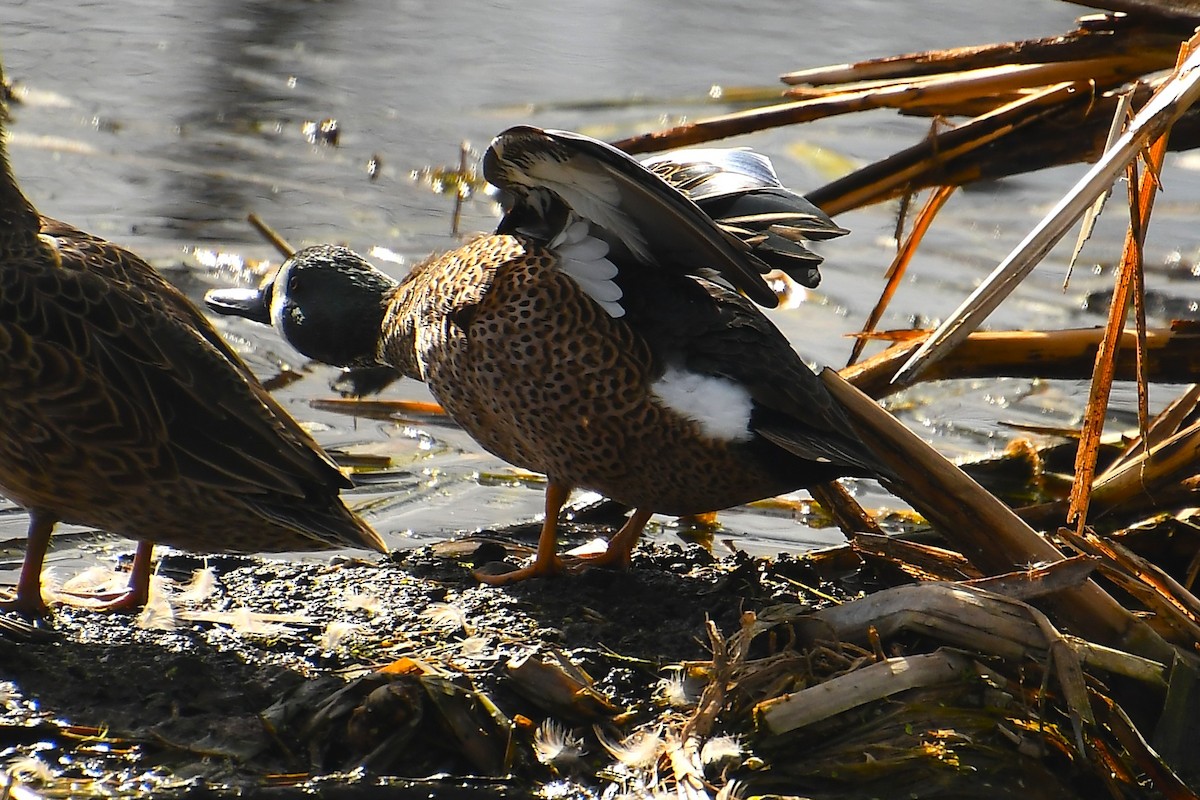 Zertzeta hegalurdina - ML646135043