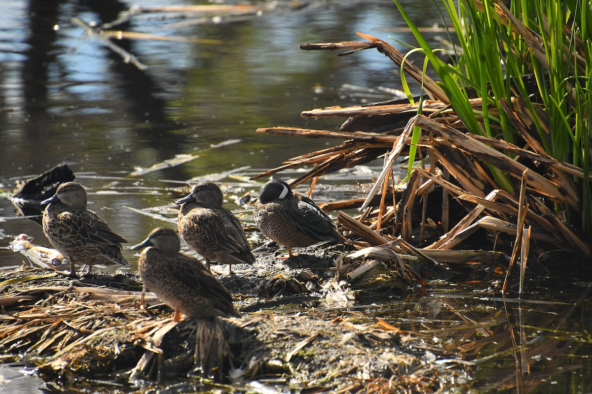 Zertzeta hegalurdina - ML646135044