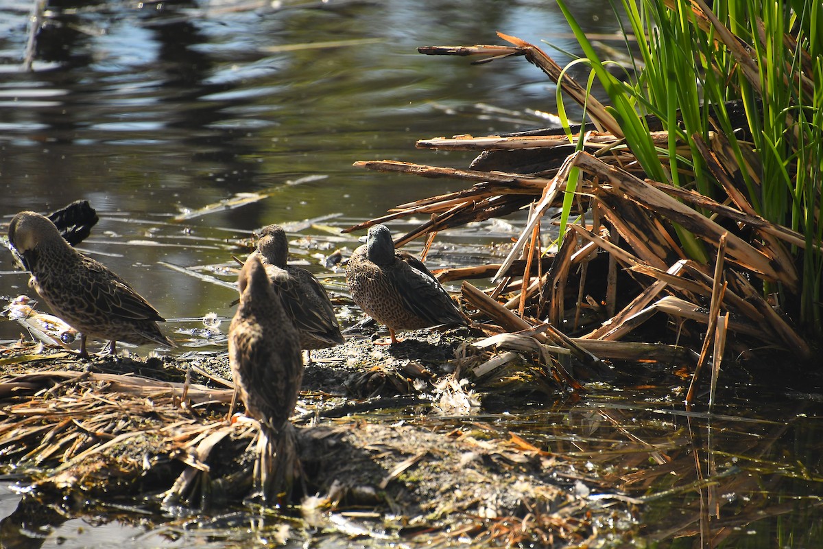 Zertzeta hegalurdina - ML646135045