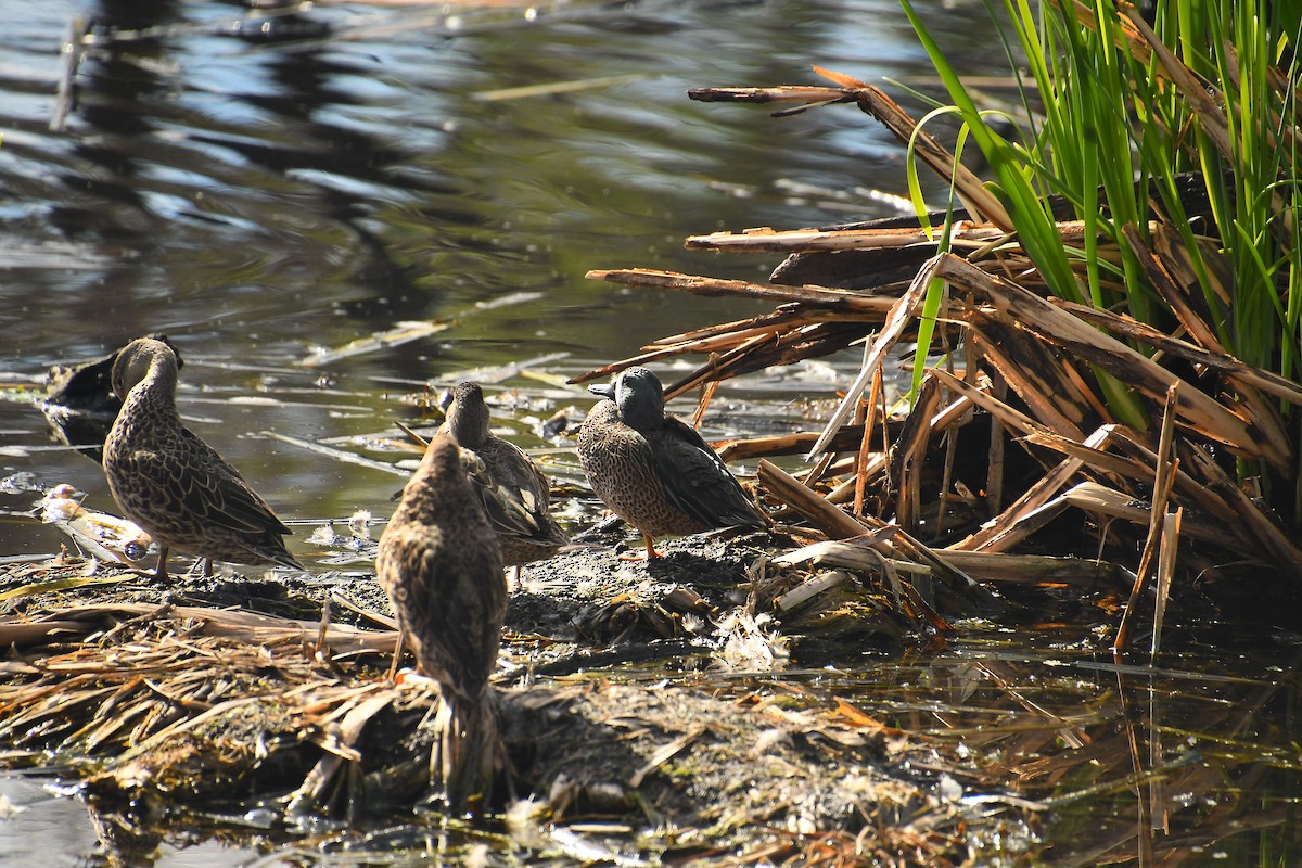 Zertzeta hegalurdina - ML646135046