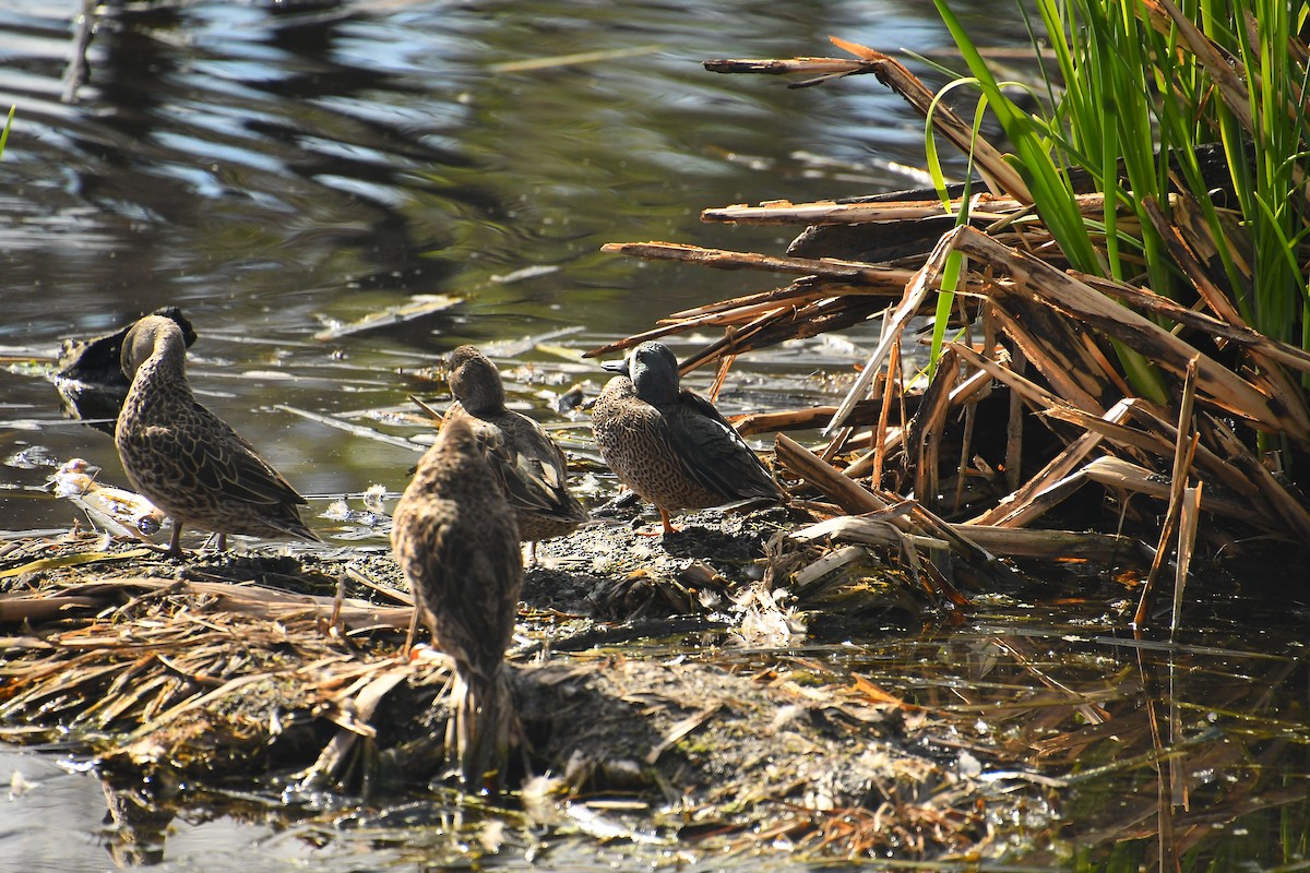 Zertzeta hegalurdina - ML646135047