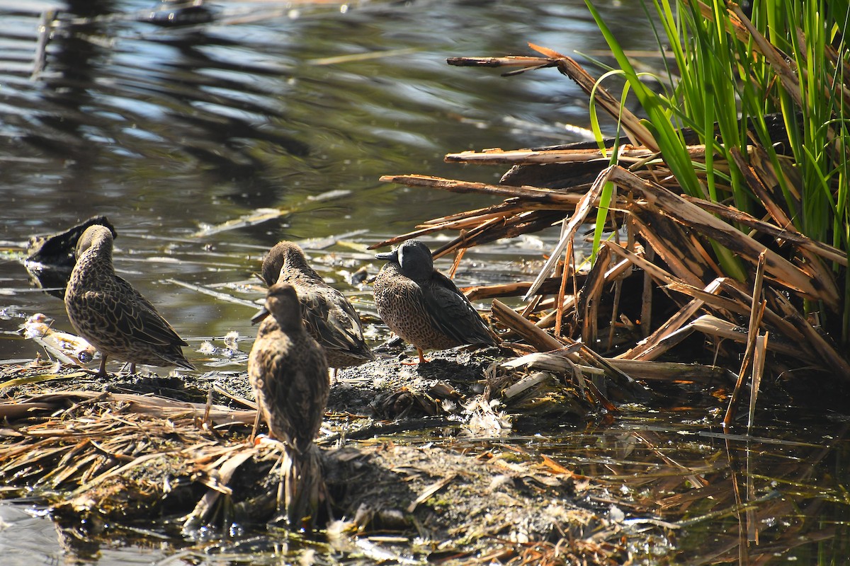 Zertzeta hegalurdina - ML646135048