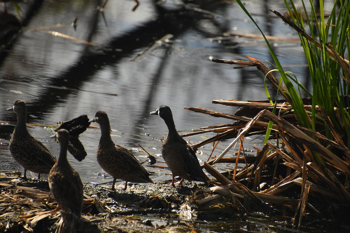 Zertzeta hegalurdina - ML646135049