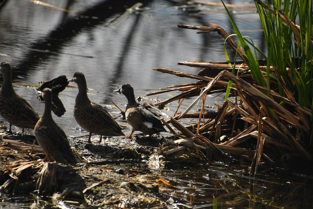 Zertzeta hegalurdina - ML646135050