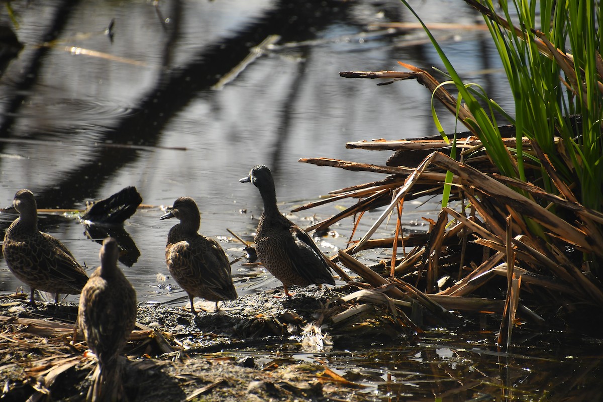 Zertzeta hegalurdina - ML646135051