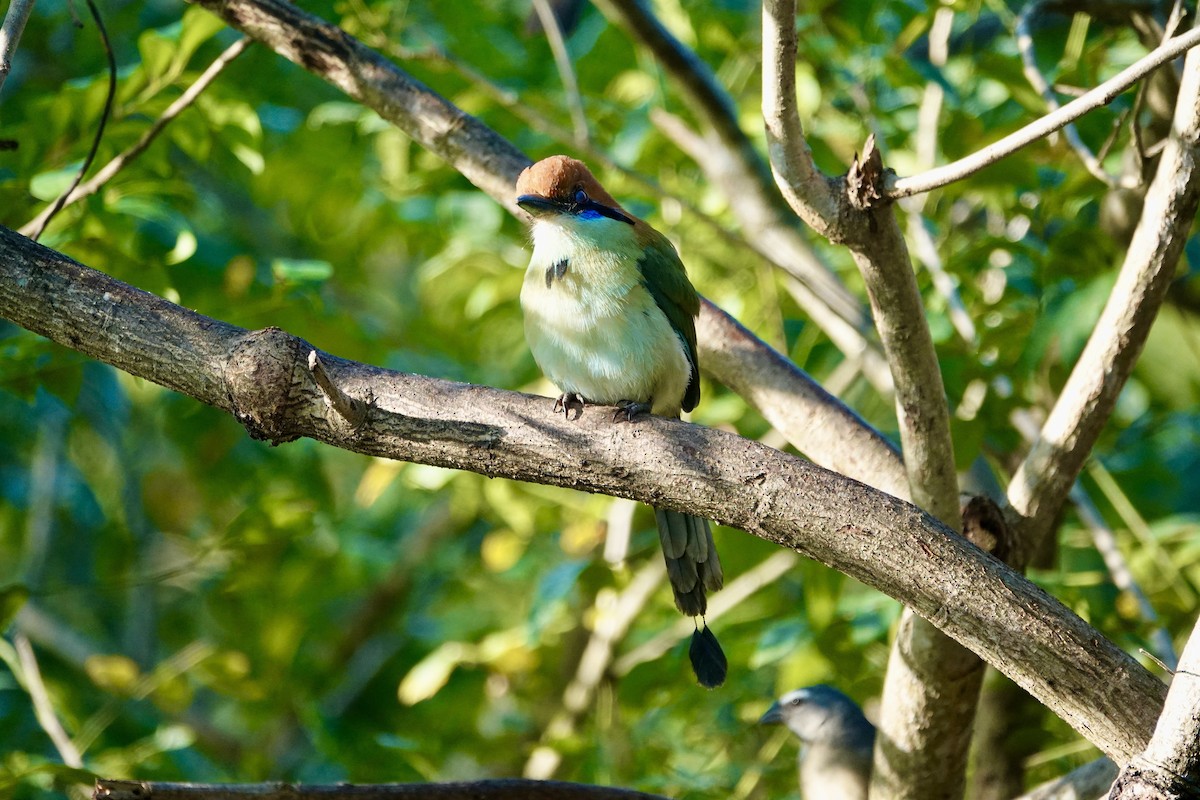 Russet-crowned Motmot - ML646135052