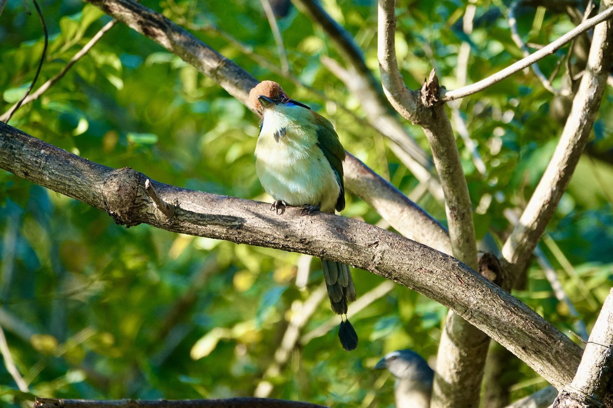 Russet-crowned Motmot - ML646135053