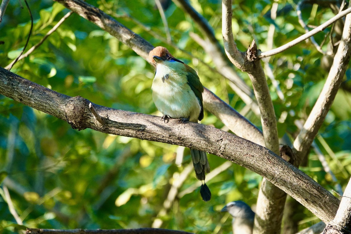Russet-crowned Motmot - ML646135054