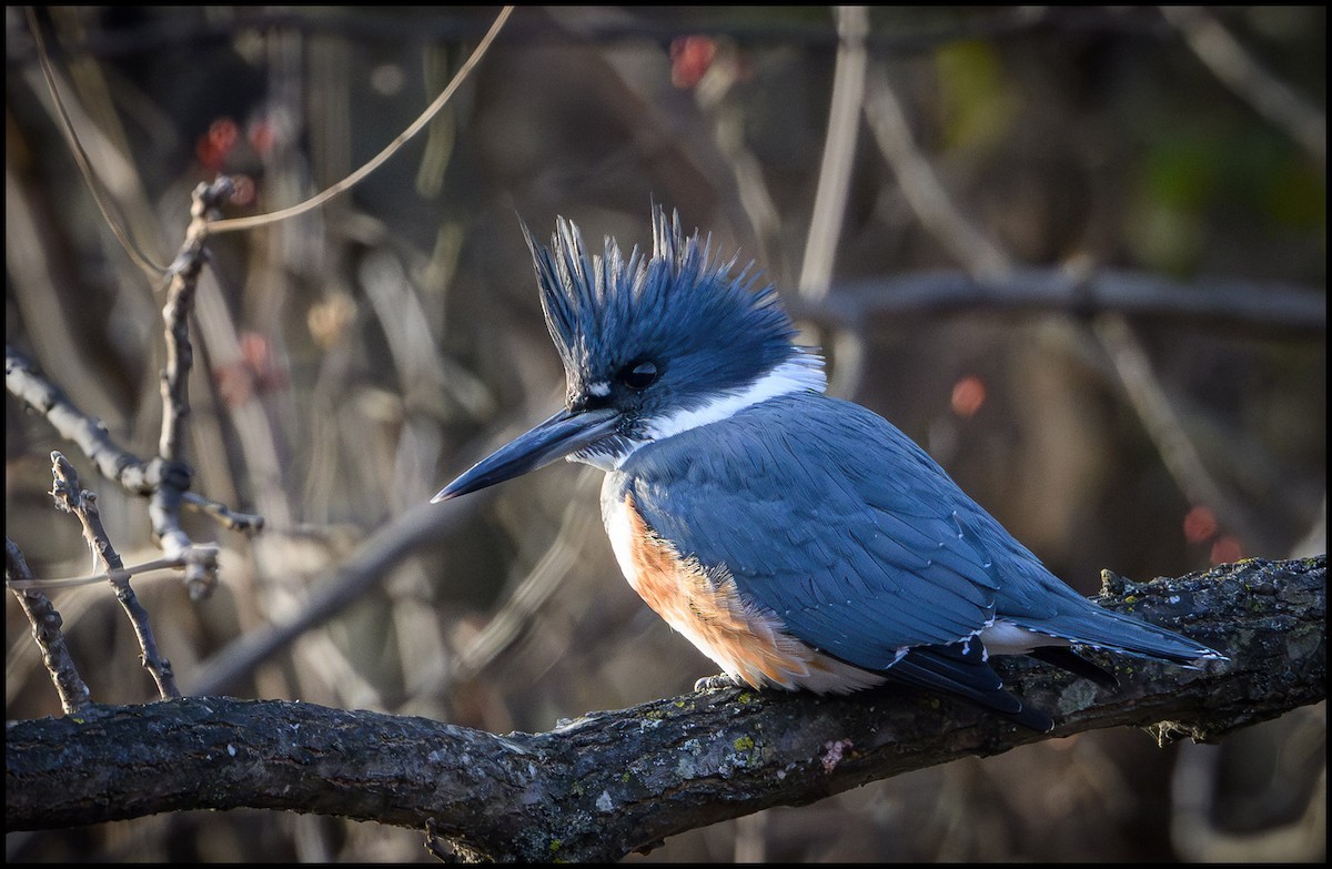 Belted Kingfisher - ML646135055