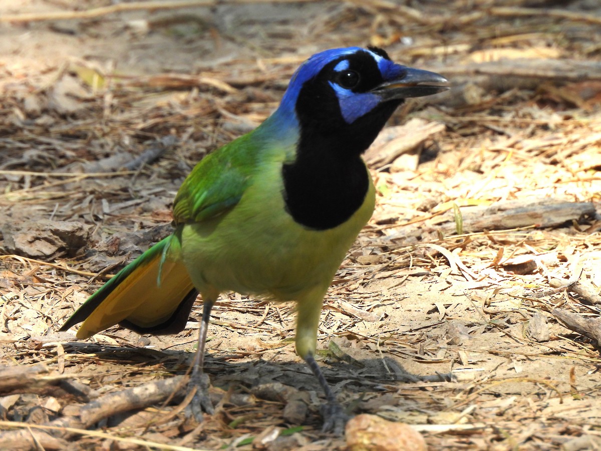 sojka zelenavá - ML646135067