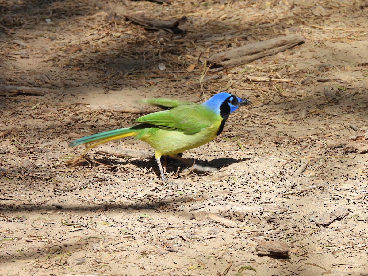 sojka zelenavá - ML646135068