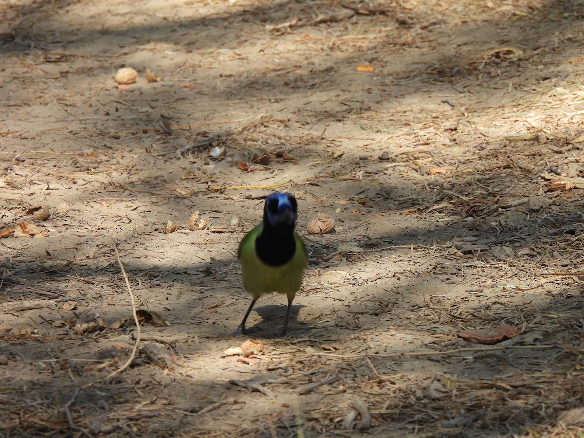 sojka zelenavá - ML646135069