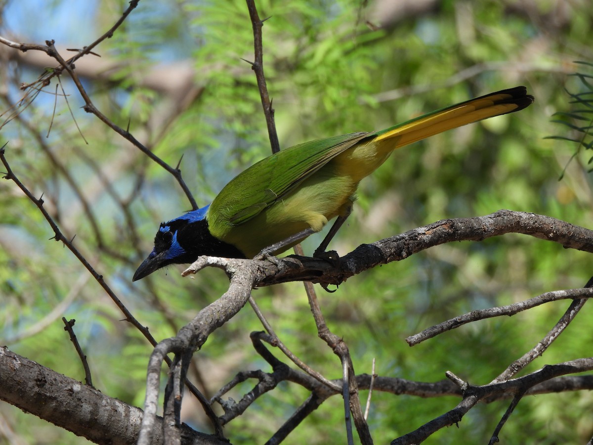 sojka zelenavá - ML646135070