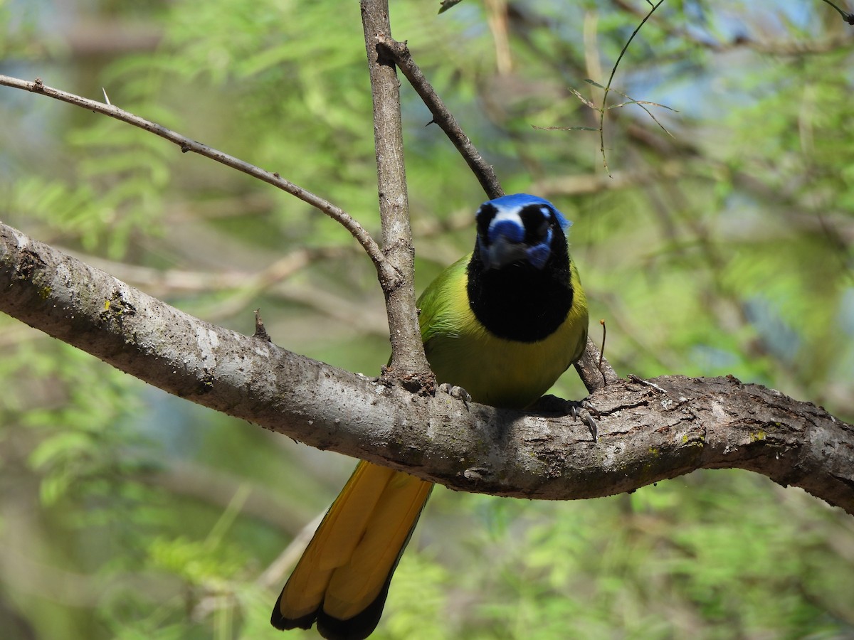 sojka zelenavá - ML646135071