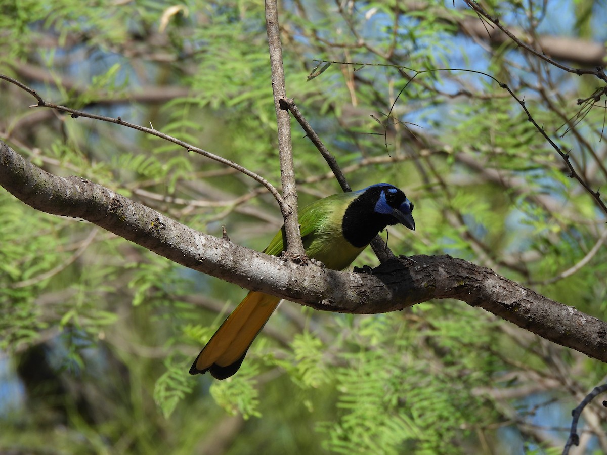 sojka zelenavá - ML646135072