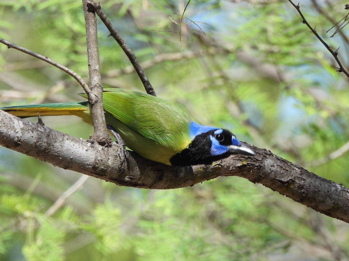 sojka zelenavá - ML646135073