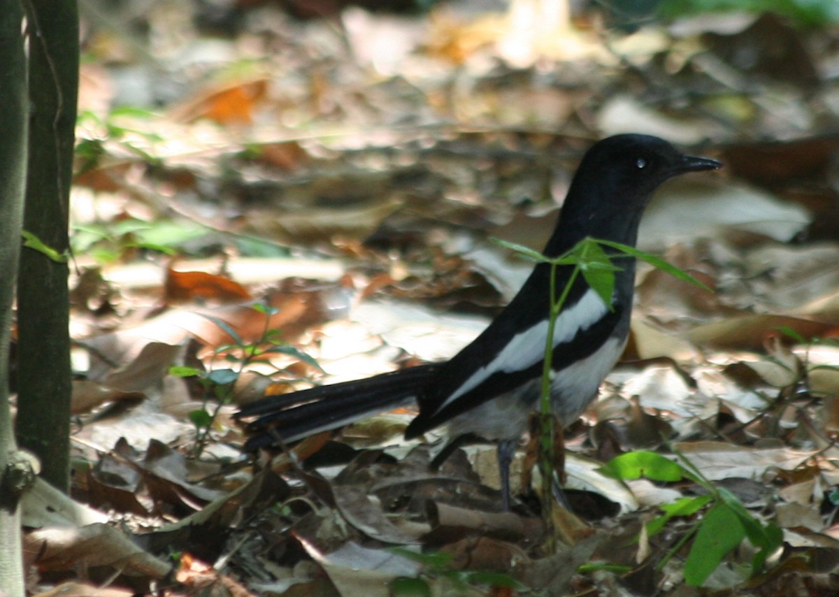 Oriental Magpie-Robin - ML646135090