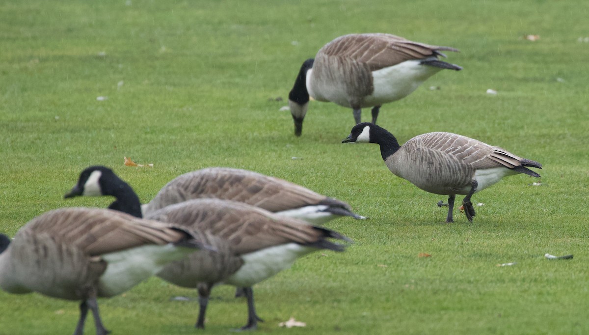 Cackling Goose (Richardson's) - ML646135091