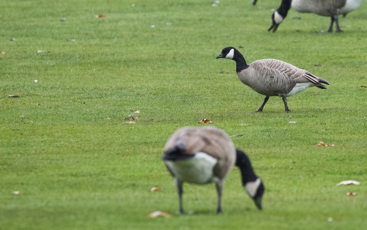 Cackling Goose (Richardson's) - ML646135092