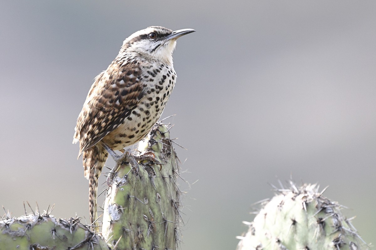 Boucard's Wren - ML646135095