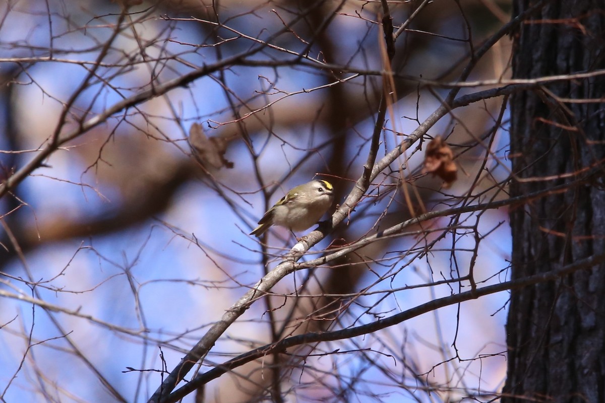 Golden-crowned Kinglet - ML646135096