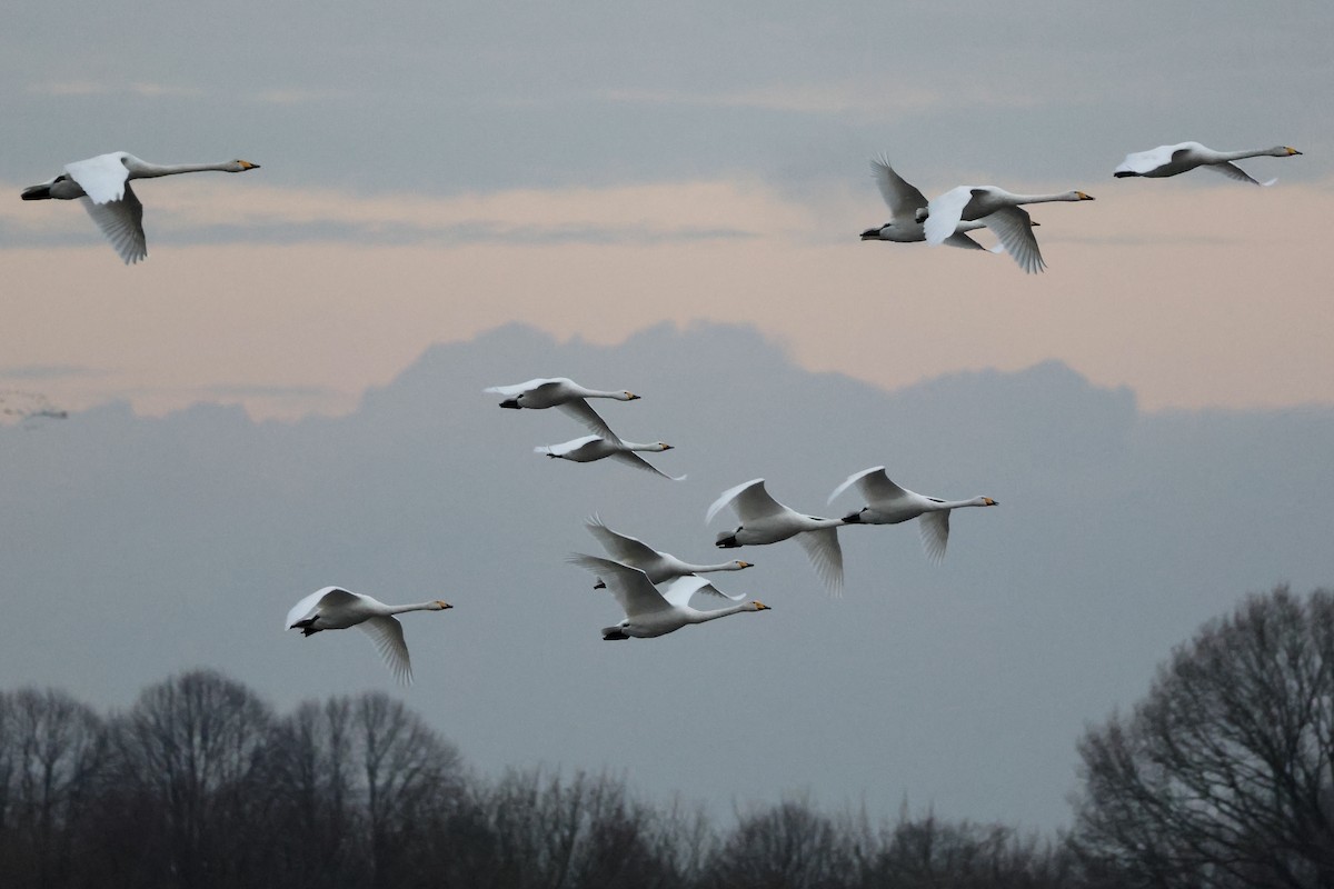 Tundra Swan (Bewick's) - ML646135103