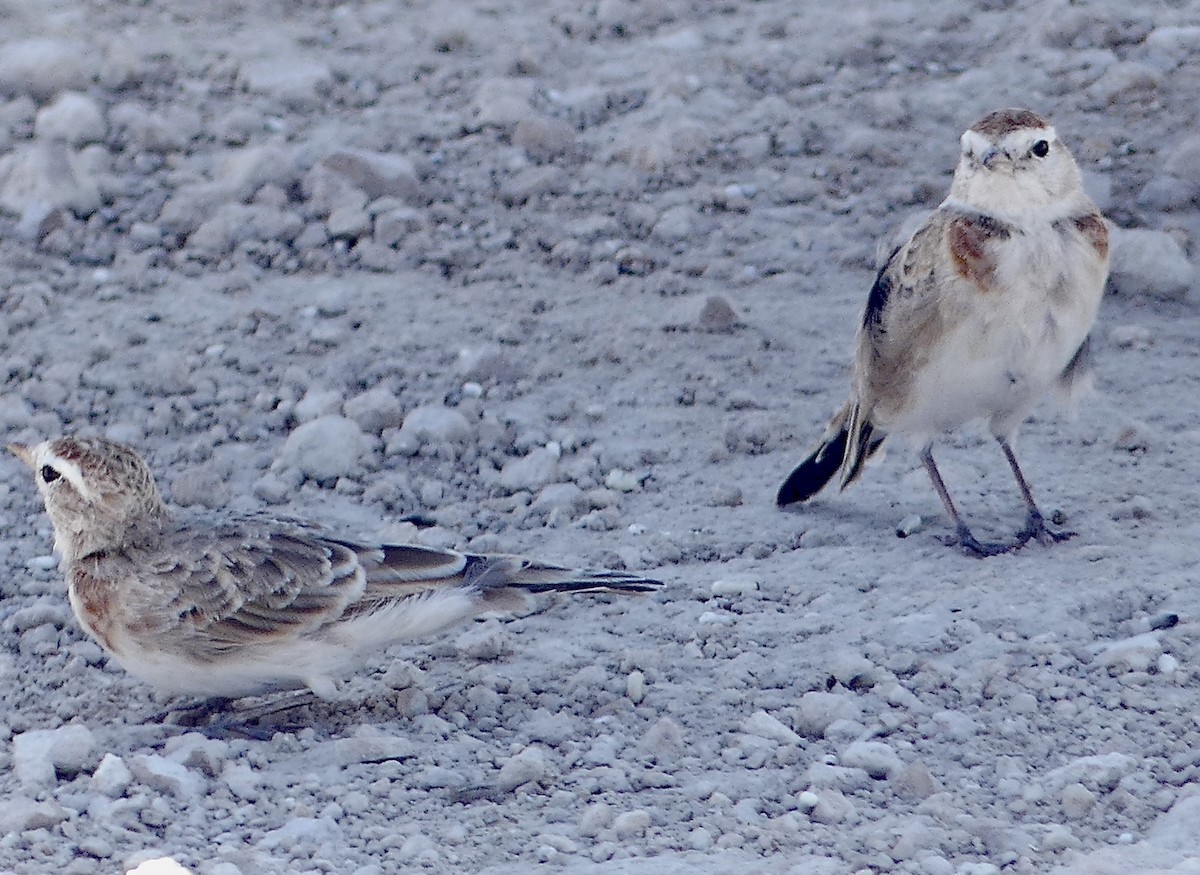 アフリカヒメコウテンシ - ML646135104