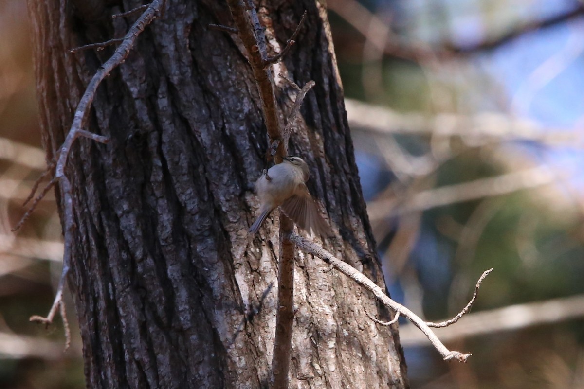 Golden-crowned Kinglet - ML646135105
