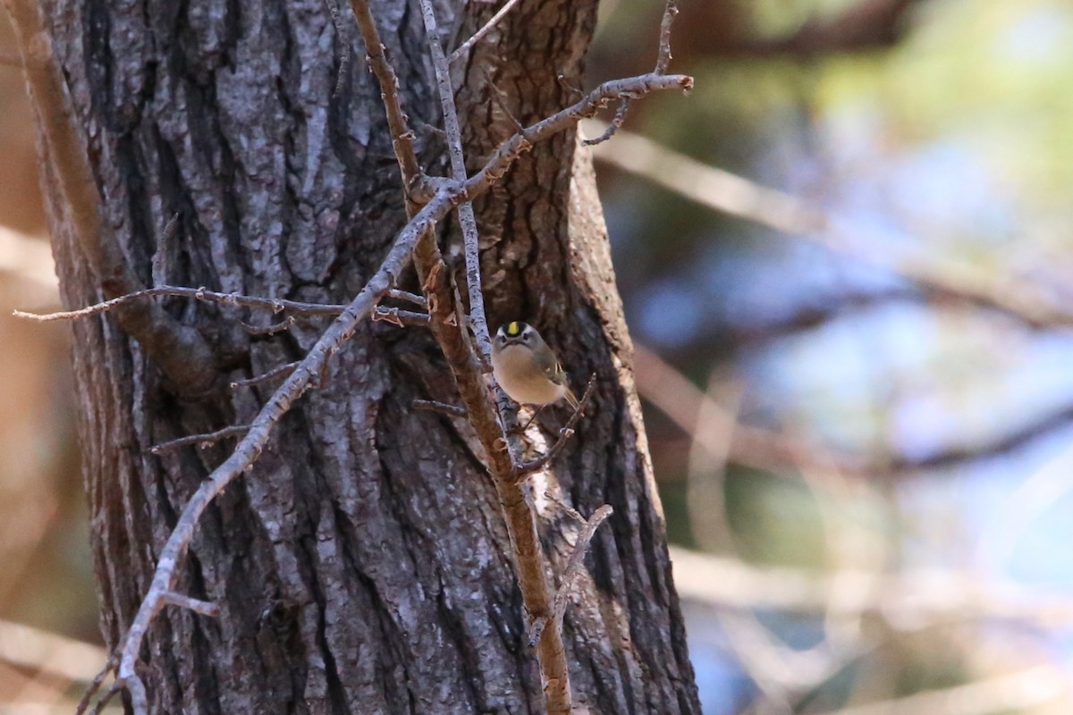 Golden-crowned Kinglet - ML646135109