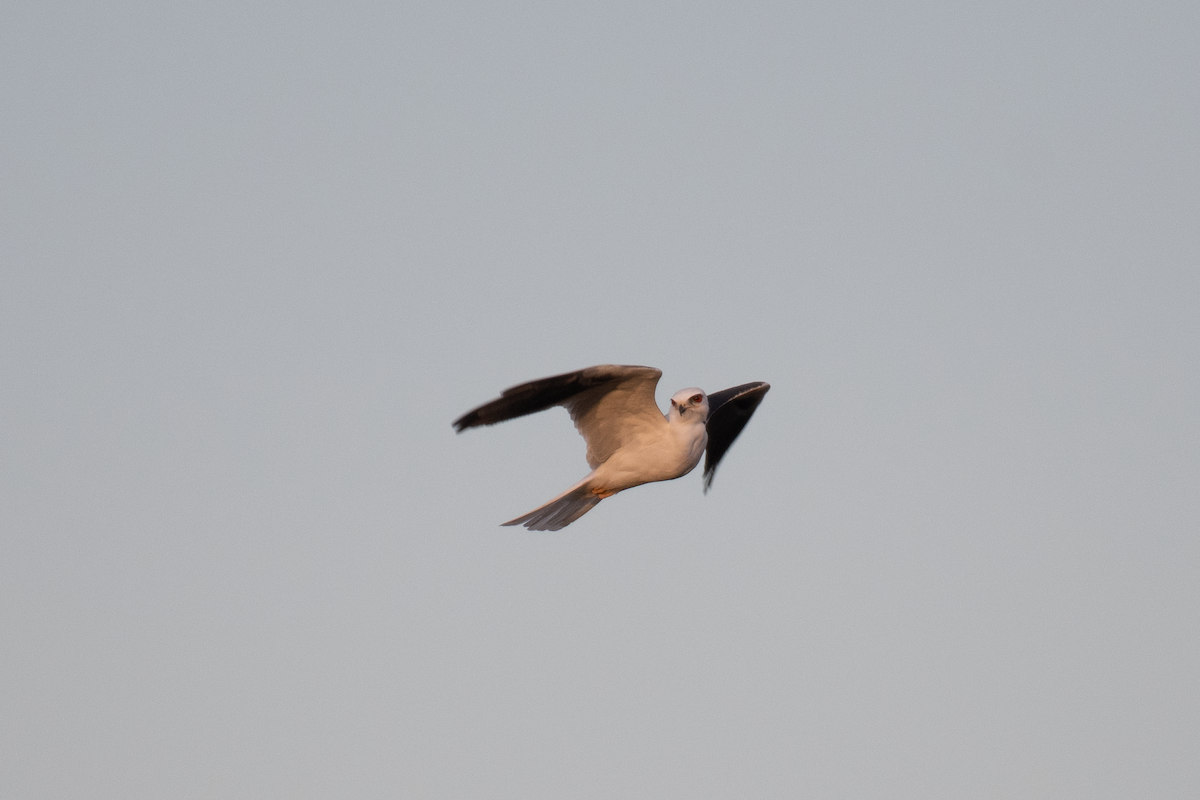 White-tailed Kite - ML646135111