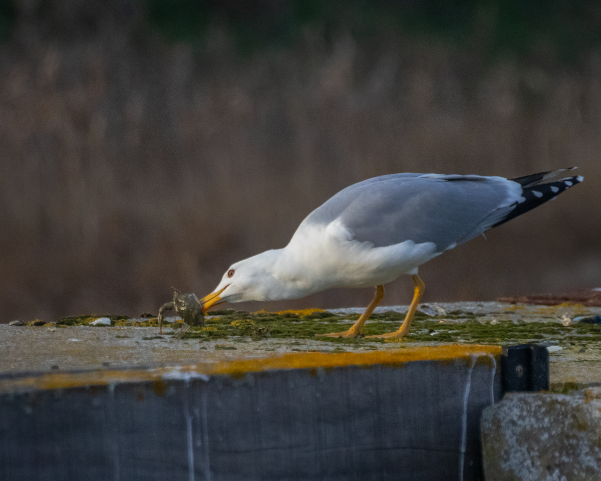 Yellow-legged Gull - ML646135112