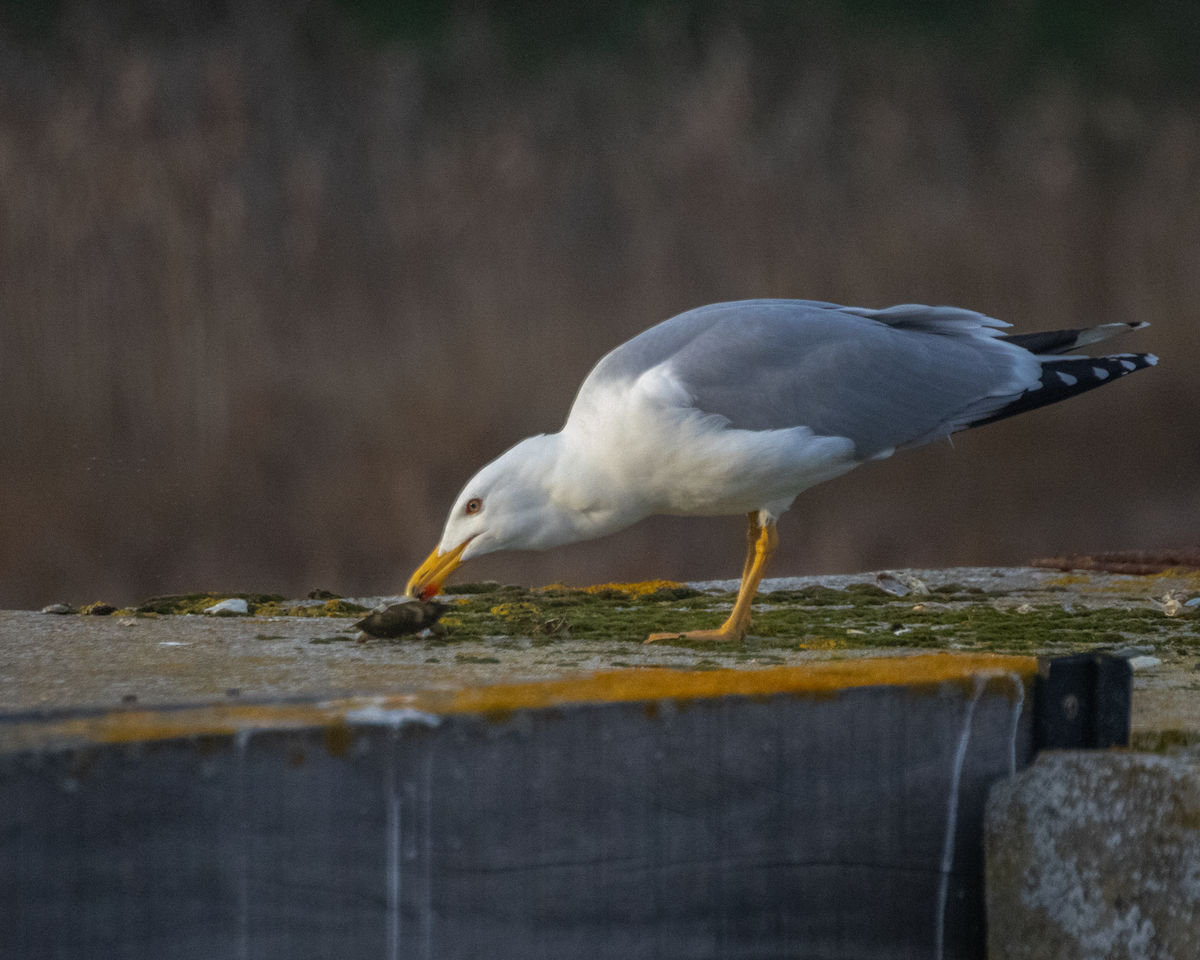 Yellow-legged Gull - ML646135113