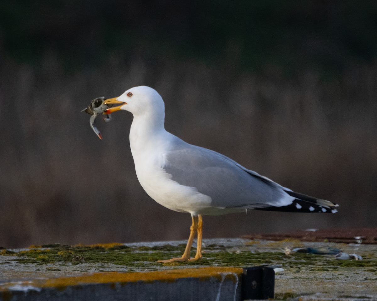 Yellow-legged Gull - ML646135115