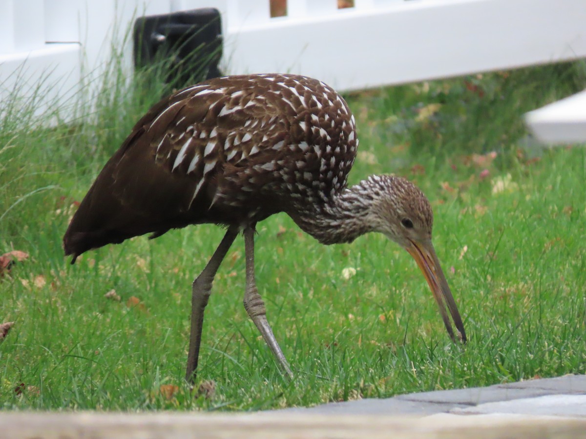 Limpkin - ML646135116
