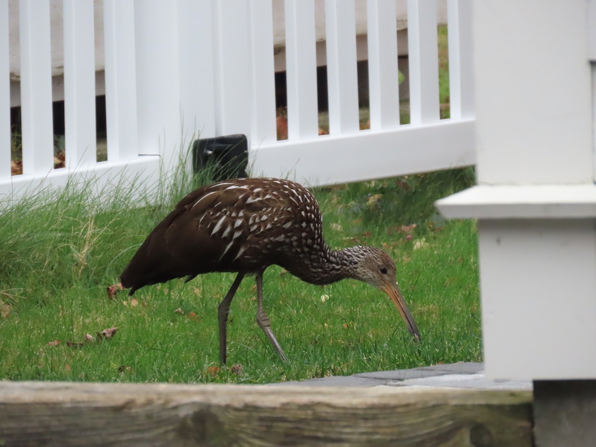 Limpkin - ML646135117