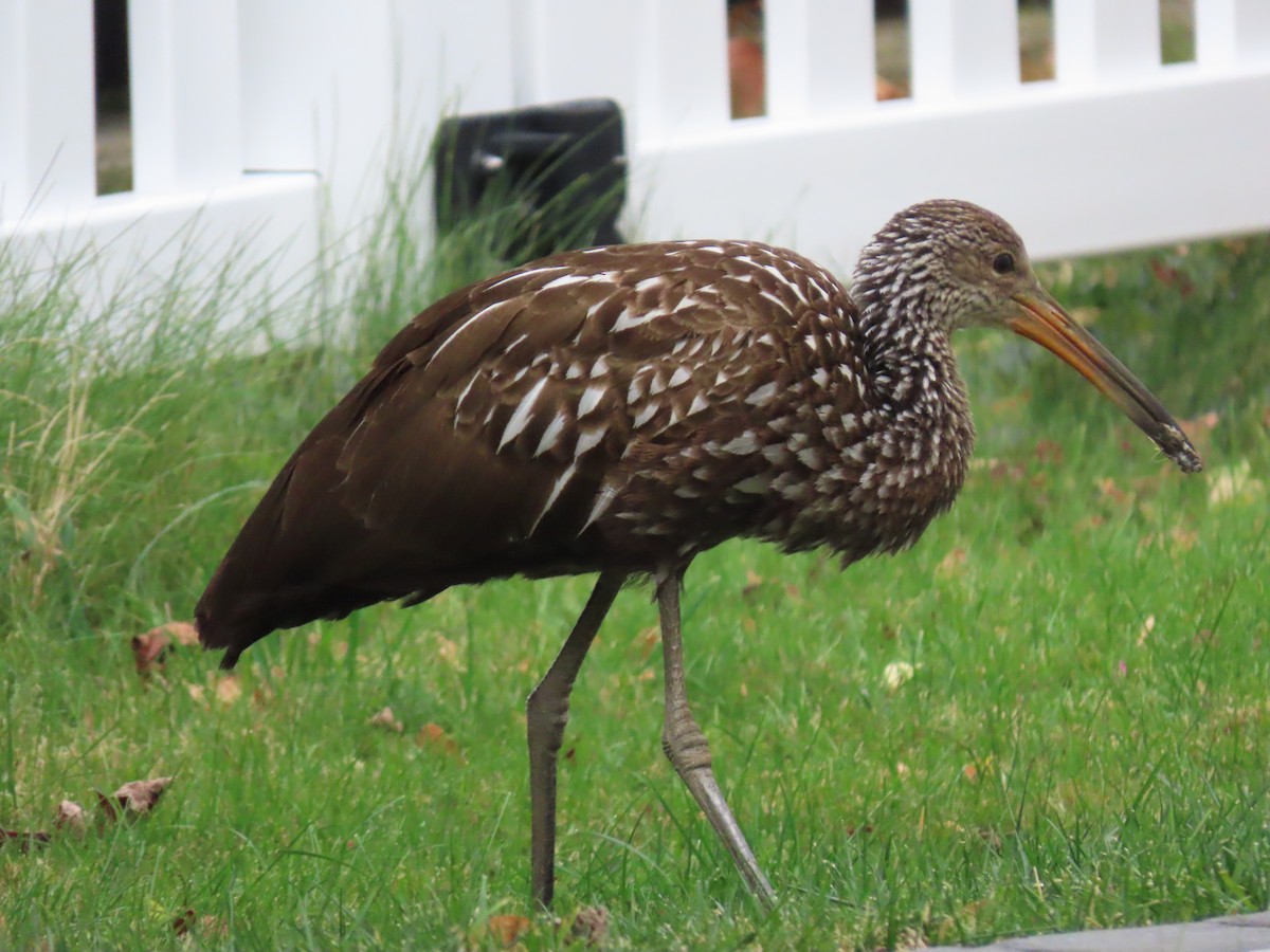 Limpkin - ML646135118